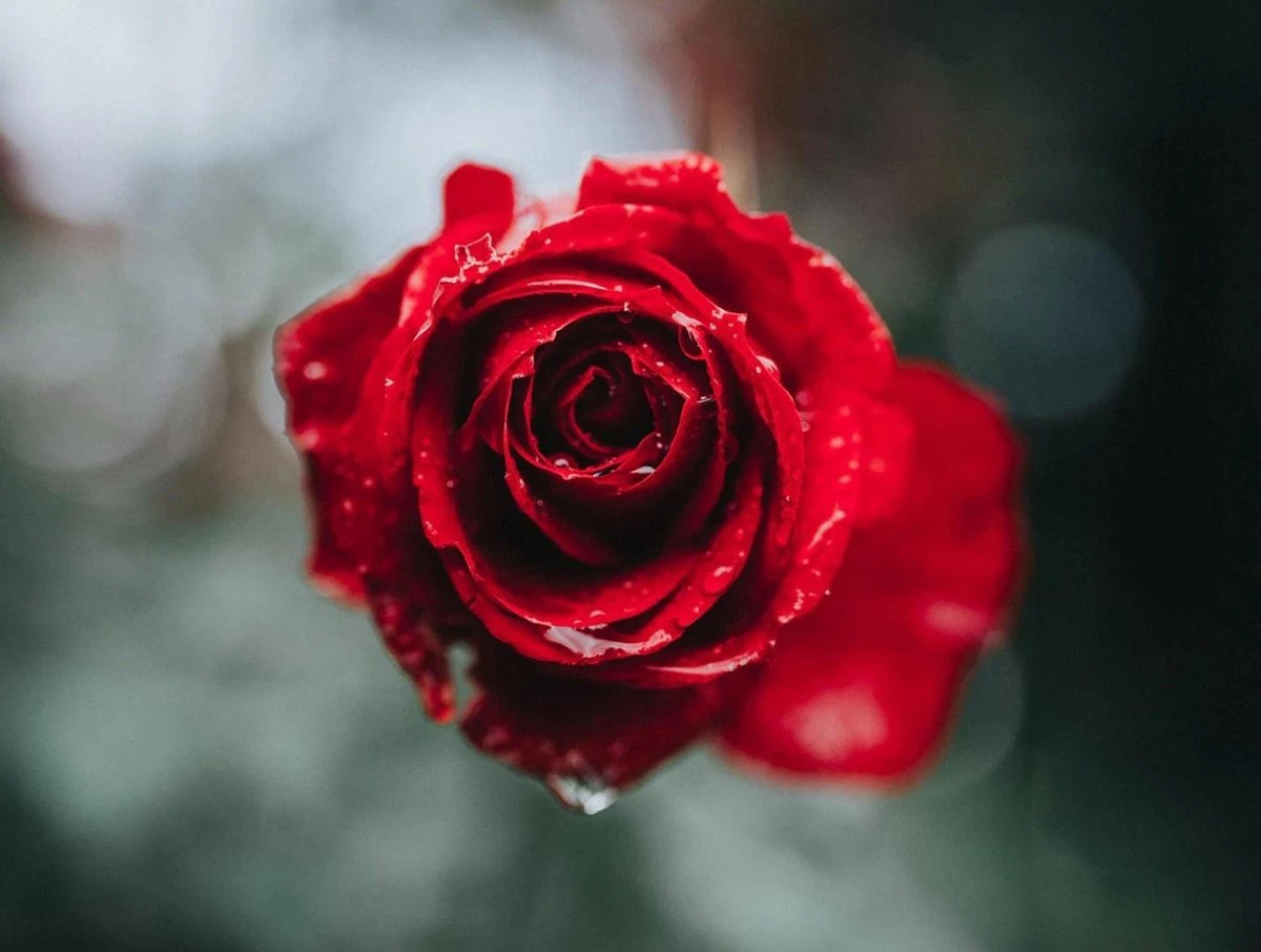 Sola Bestekset Fleurie - Modern - 9 Persoons - 90 Delig - Zilverwit Edelstaal 18/10 - RVS - Zilver 6 Sola Bestekset Fleurie - Modern - 9 Persoons - 90 Delig - Zilverwit Edelstaal 18/10 - RVS - Zilver - Afbeelding 4